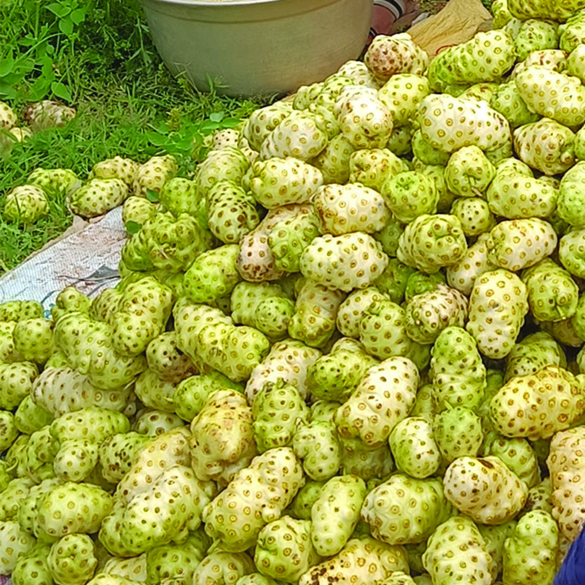 Organic Noni Juice - Gallery