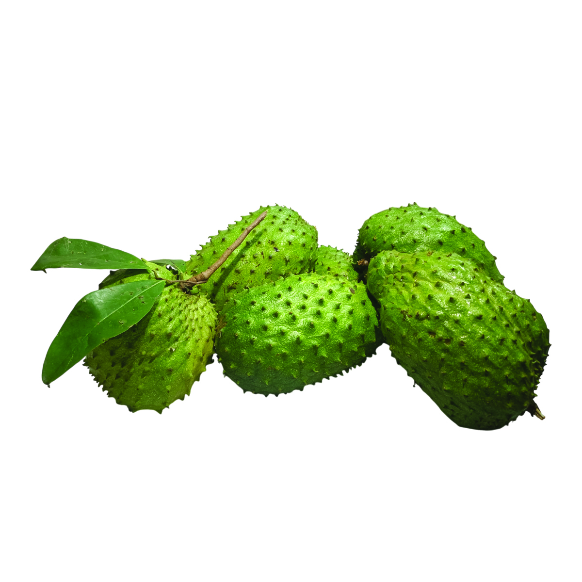 Soursop Leaf Tea Powder