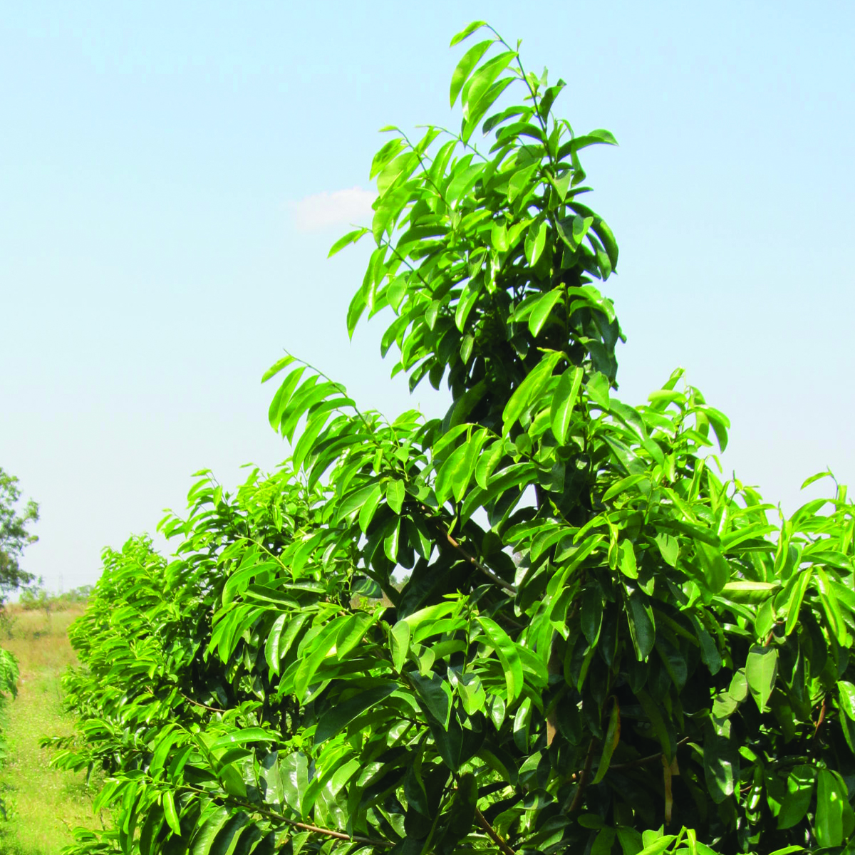 Soursop Leaf Tea Powder - Gallery